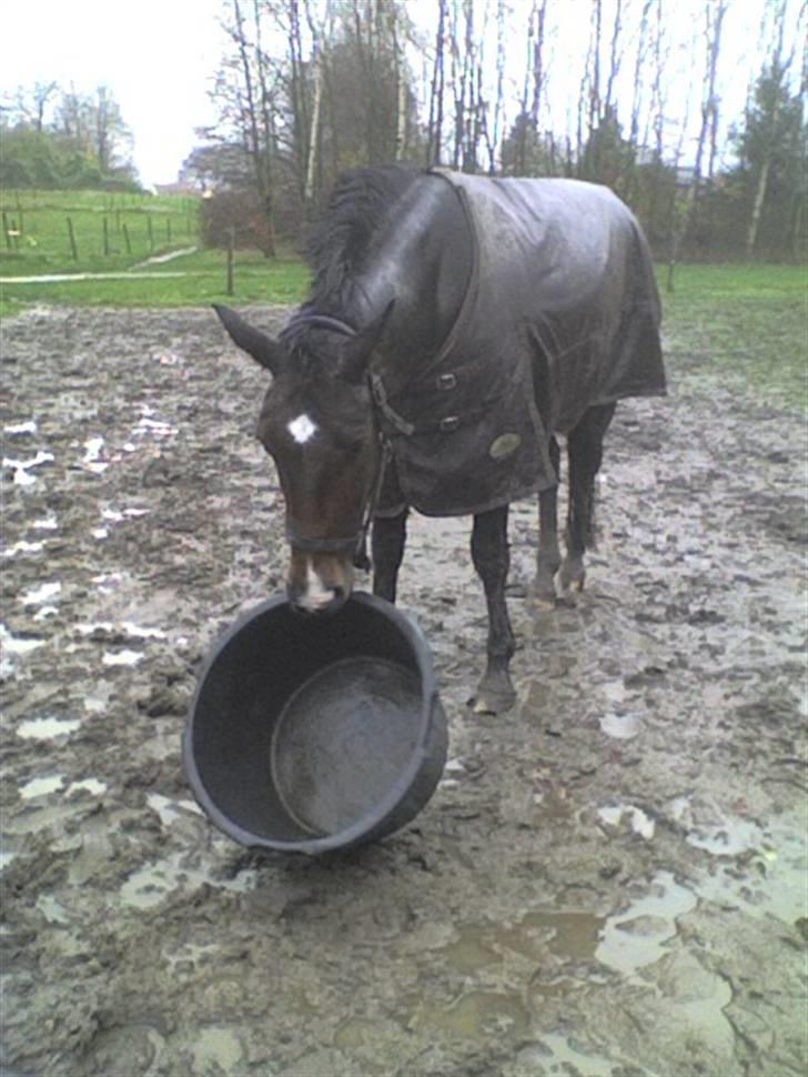 Dansk Varmblod                                    - Lantino (Mule - Baljer er en mærkelig opfindelse ? billede 13