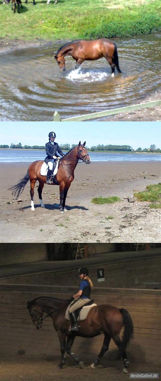 Dansk Varmblod                                    - Lantino (Mule - billede 1: Lantino på sommergræs - billede 2: efter stævnet på FMR - billede 3: til undervisning, (fotograf til billede 3 er Sabina B. Petersen) billede 14