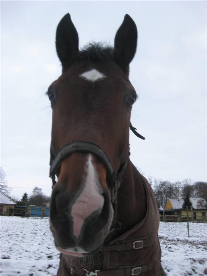 Dansk Varmblod                                    - Lantino (Mule - elsker snevejr :-) billede 16