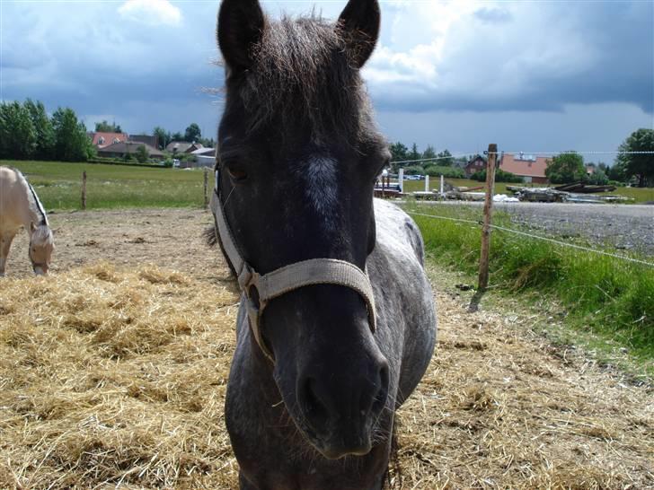 Anden særlig race Pinocchio *red* - Dejlige Pinopony på fold (: billede 1