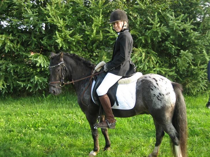 Anden særlig race Pinocchio *red* - Pino og jeg til søhøjlandets cup i gjern (: LC1. lææænge siden. billede 2