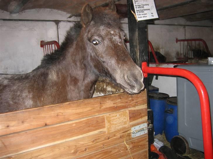 Anden særlig race Pinocchio *red* - Pino i sin spiltovsboks ;b han flygtede fra spiltovet, så de måtte sætte en låge på for at holde styr på dyret ;D <3  billede 3