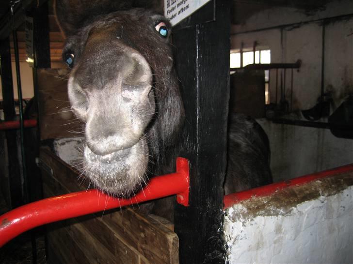 Anden særlig race Pinocchio *red* - Skønne Pinocchio. elsker den pony! <3 billede 5