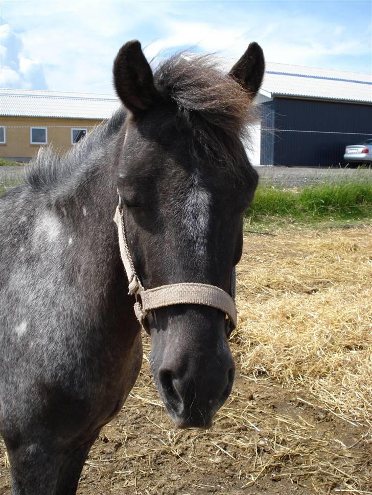 Anden særlig race Pinocchio *red* - pino står og sover på folden, med ørere fremme som altid [; <3 billede 6