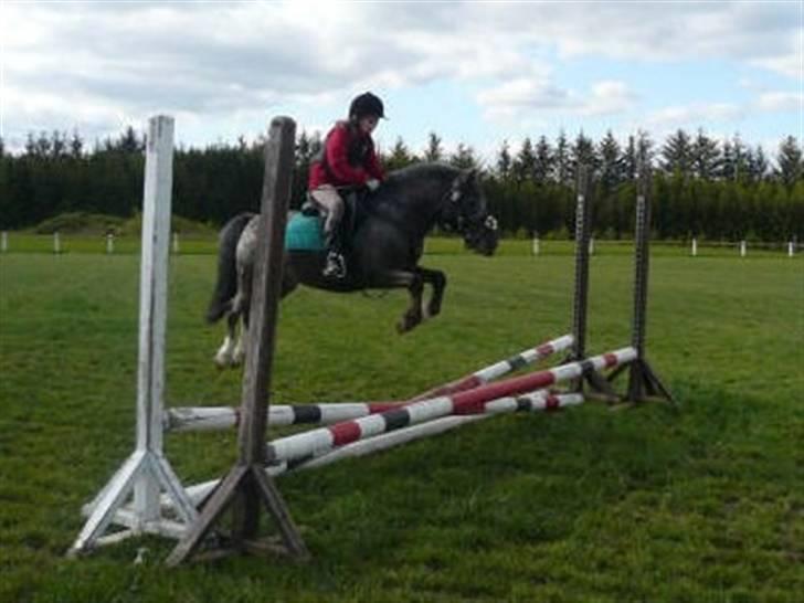 Anden særlig race Pinocchio *red* - Pinocchio langt over lille okser med sin nyværende ejer Belinda (: billede 7