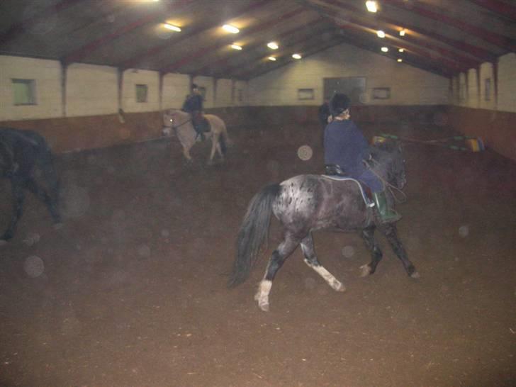 Anden særlig race Pinocchio *red* - Undervisning 03 (; nok en af de første gang jeg red på ham <3 [: billede 8