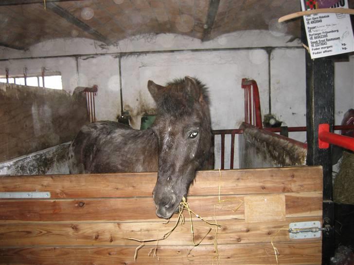 Anden særlig race Pinocchio *red* - smukke, dejlige og skønne Pino <3 jeg savner tiden med dig pony. billede 11