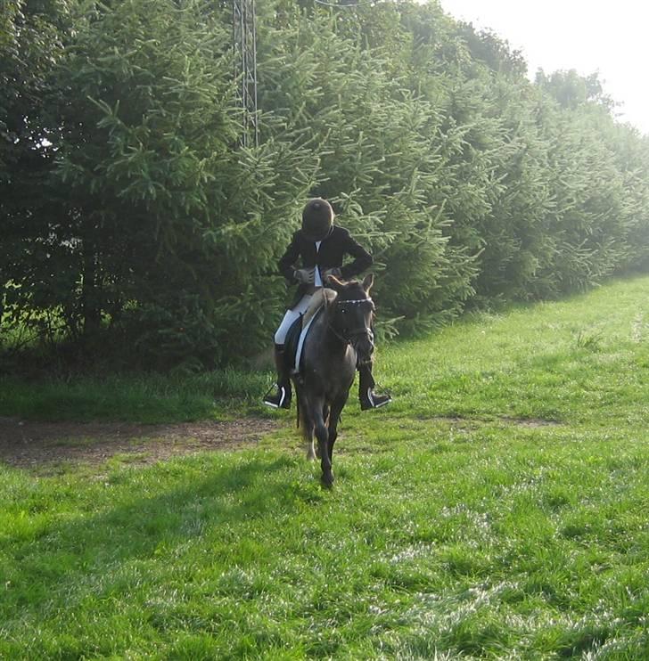 Anden særlig race Pinocchio *red* - efter at ha redet stævne i gjern (: billede 13