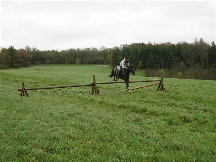 Anden særlig race Pinocchio *red* - hubertusjagt. vi tager lige hestespringet i fin stil (: billede 14