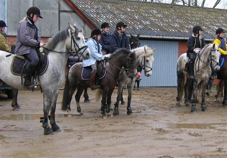 Anden særlig race Pinocchio *red* - inden jagt i gjern rideklub [: billede 15
