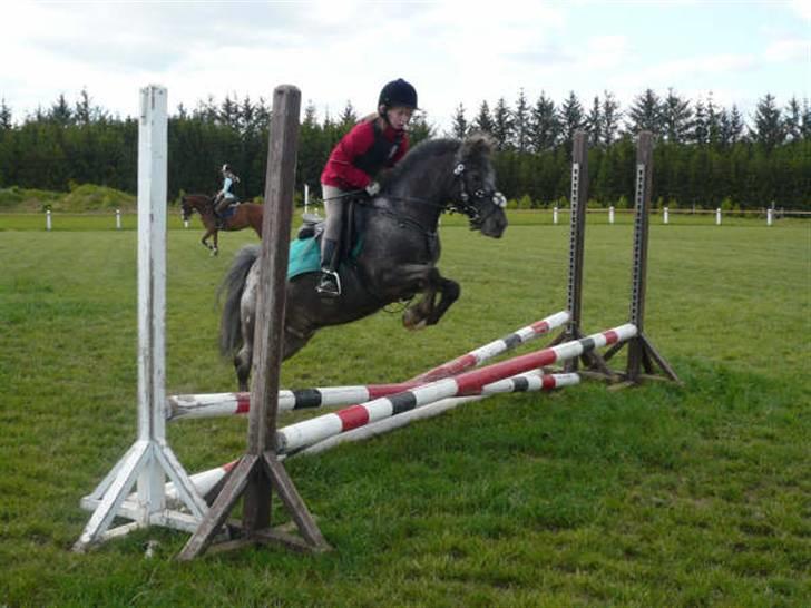 Anden særlig race Pinocchio *red* - Pinocchio og Belinda til springundervisning ved Michael (: billede 16
