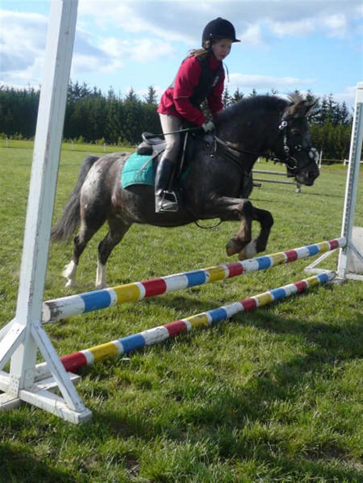 Anden særlig race Pinocchio *red* - Belinda og Pinocchio springer (: billede 18