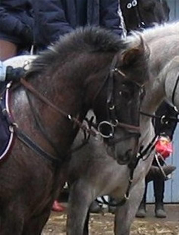 Anden særlig race Pinocchio *red* - Charme, selvtillid og lækker hår :D :D :D æælsker Pinocchio <3 billede 19