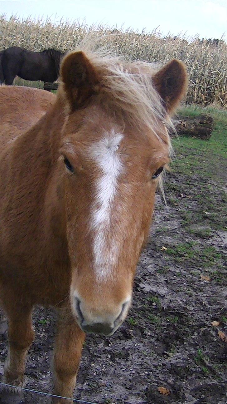 Islænder Kolla fra kullugerdi - I don’t know how to tell you how much I love you but I will always love You<3 Foto: Miig billede 1