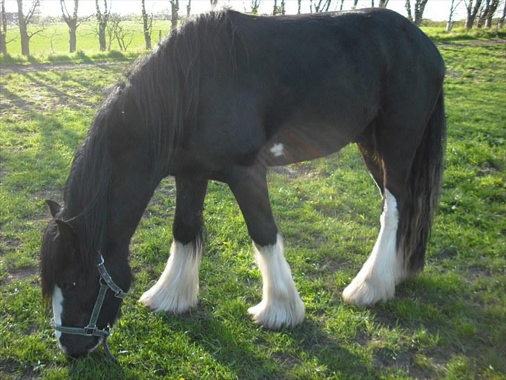 Irish Cob Hauges Benn The Blagdon  billede 12
