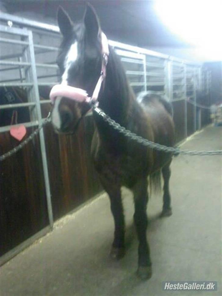 Anden særlig race Jonatan<3 (rideskole.pony) *himmelpony - Jonatan på staldgangen klar til at blive striglet :P billede 1