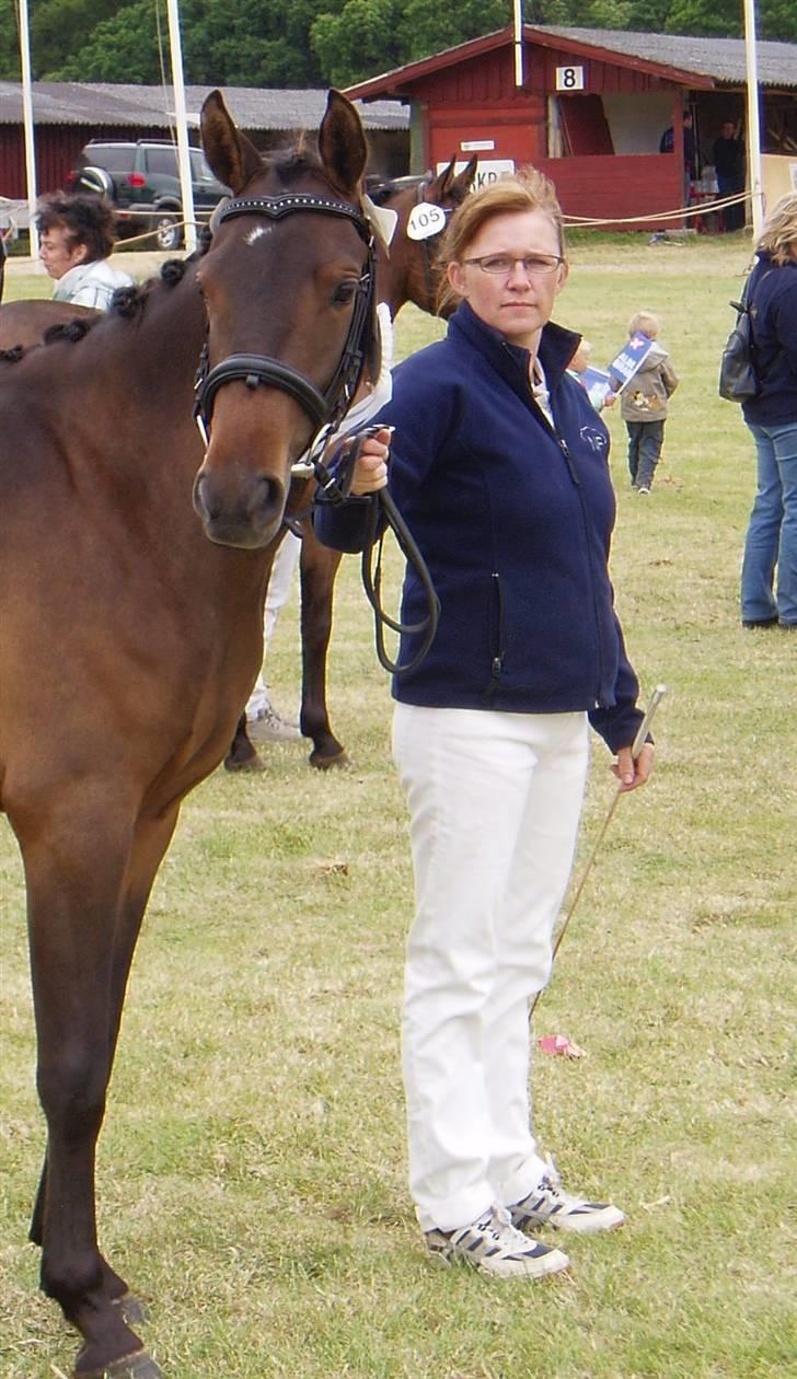 New Forest VOGNMANDGÅRDENS SHANTI  † - 2 års billede 7