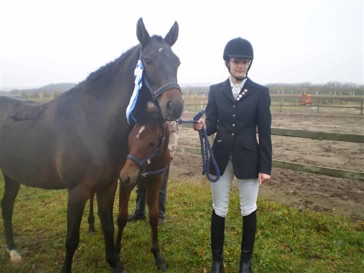 New Forest VOGNMANDGÅRDENS SHANTI  † - nr 2 til 4 års til chanpionater billede 8