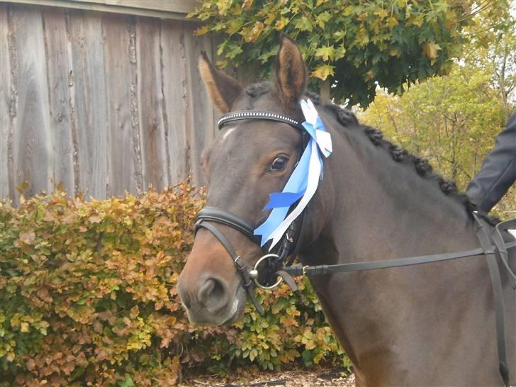 New Forest VOGNMANDGÅRDENS SHANTI  † - nr 2 til 4 års championater billede 9