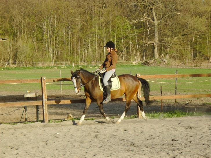 DSP Verona (Donse) - lidt ridning på den lille:)<33 billede 1