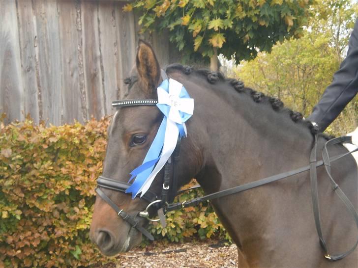 New Forest VOGNMANDGÅRDENS SHANTI  † - nr 2 til 4 års championater billede 10