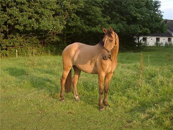 Anden særlig race Sasja R.I.P - hendes føl  Miss starlight regina billede 6