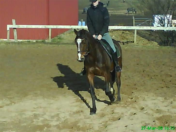 Welsh Pony af Cob-type (sec C) Anjershof Romance - Dressur på banen billede 1