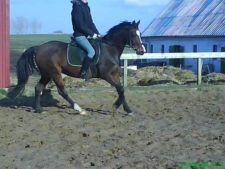 Welsh Pony af Cob-type (sec C) Anjershof Romance - Dejlig galop ;-) billede 2