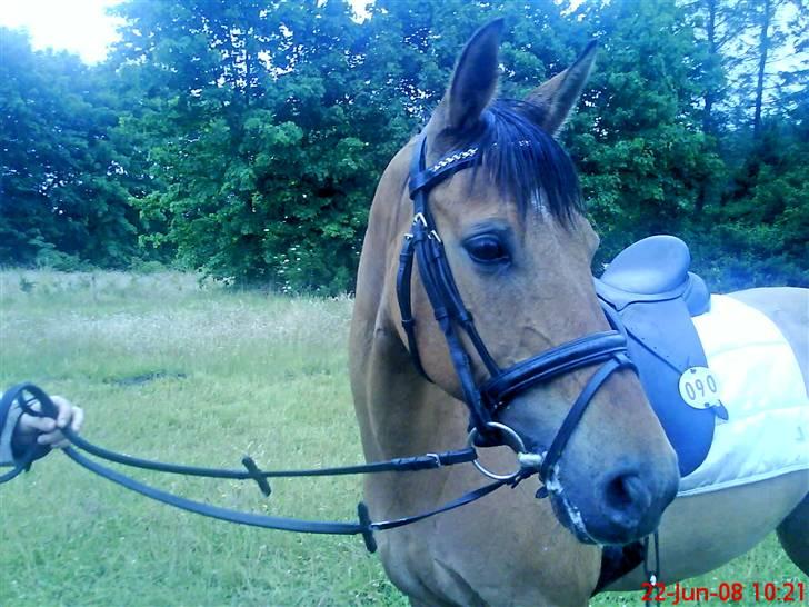 Anden særlig race Sasja R.I.P billede 7