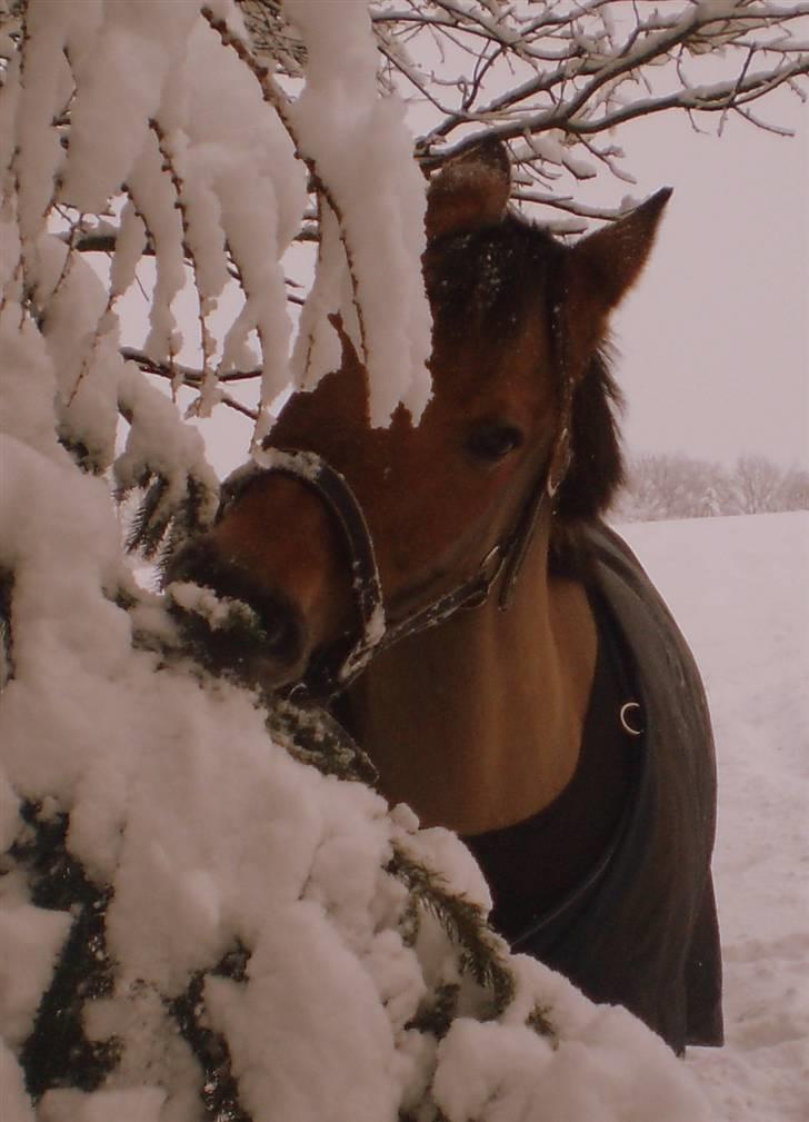 Anden særlig race Sasja R.I.P billede 8
