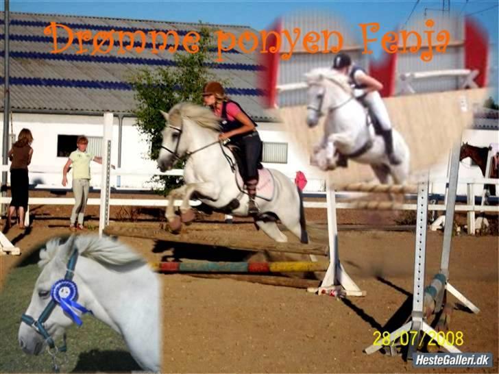 Islænder Fenja Fra Frijsbak billede 16