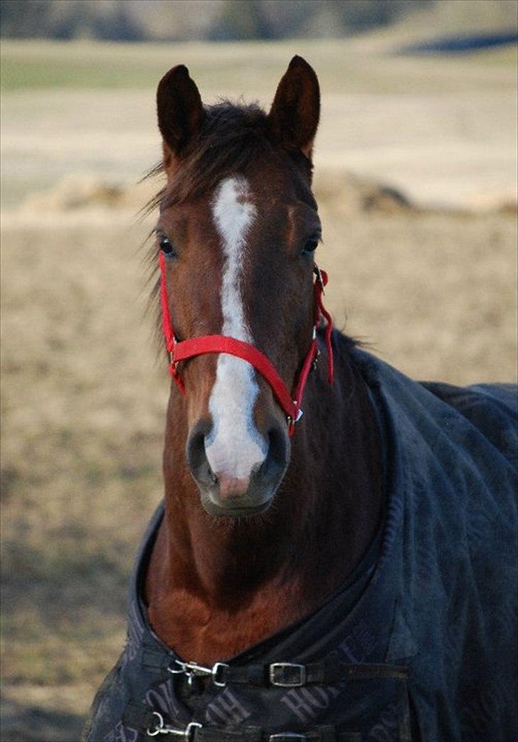 Anden særlig race Savage Fighter (Baby) - Gab!!!! det er hårdt at gå og lave ingenting hele dagen billede 3