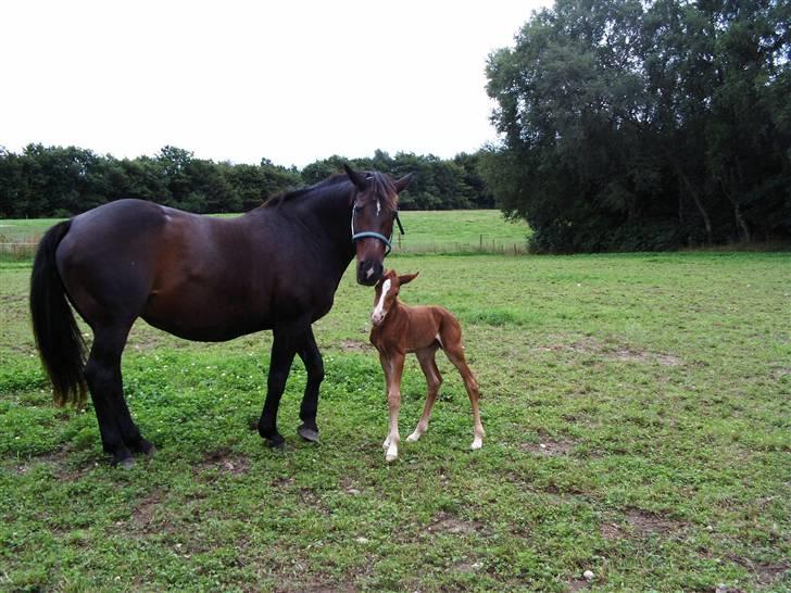 Anden særlig race Savage Fighter (Baby) - på denne her mark blev jeg født. Det lynede ude i horisonten, men lige over vores hoveder var det helt stjerneklart og vejret var mildt og dejligt billede 4