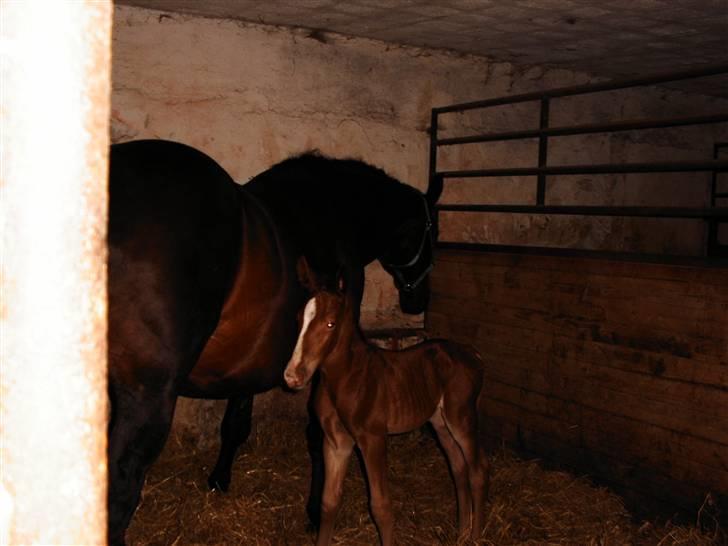 Anden særlig race Savage Fighter (Baby) billede 7