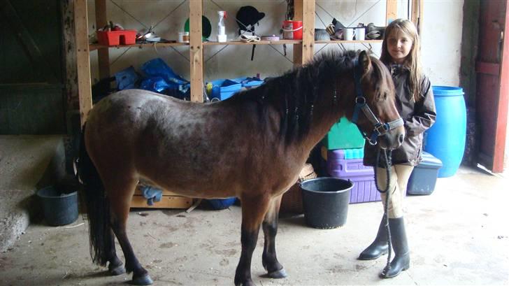 Anden særlig race Benji (Solgt) - Min lillesøsters veninde og Bengi billede 1