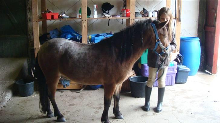 Anden særlig race Benji (Solgt) - Min lillesøsters veninde og Bengi billede 2