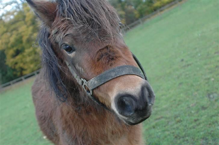 Anden særlig race Benji (Solgt) billede 3