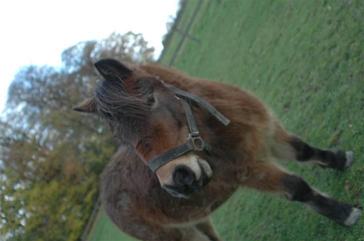 Anden særlig race Benji (Solgt) billede 4