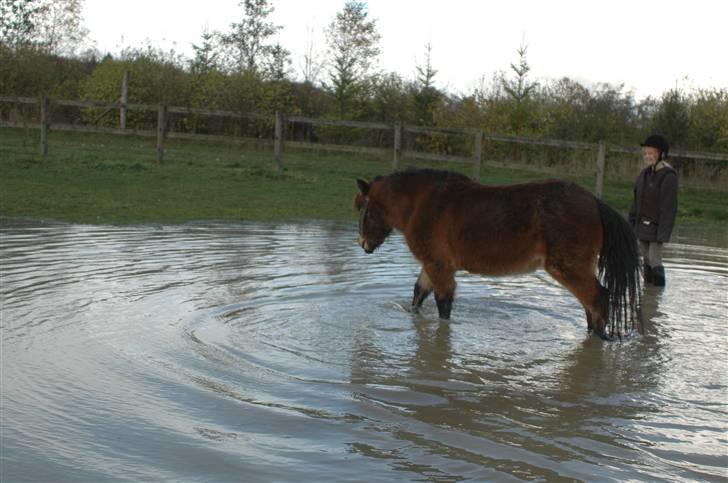 Anden særlig race Benji (Solgt) billede 5