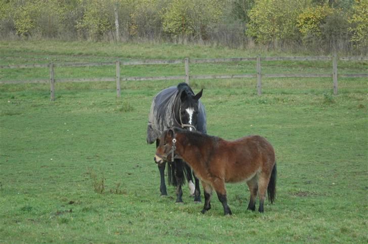 Anden særlig race Benji (Solgt) billede 6