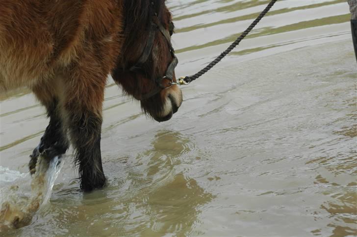 Anden særlig race Benji (Solgt) billede 7