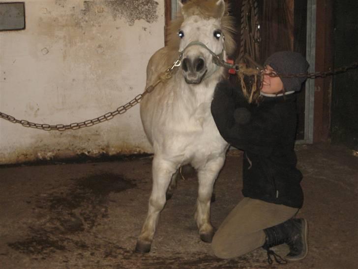 Shetlænder gnisten føste pony!  :D billede 19