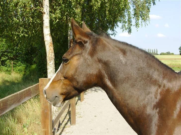 DSP Verona (Donse) billede 6