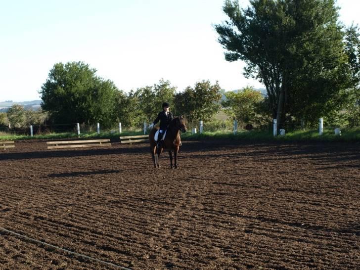 Dartmoor Guldklump<33   /Solgt/ - i LoVe My HoRsEs AnD pOnYs<3<3<3<3<3<3 billede 2