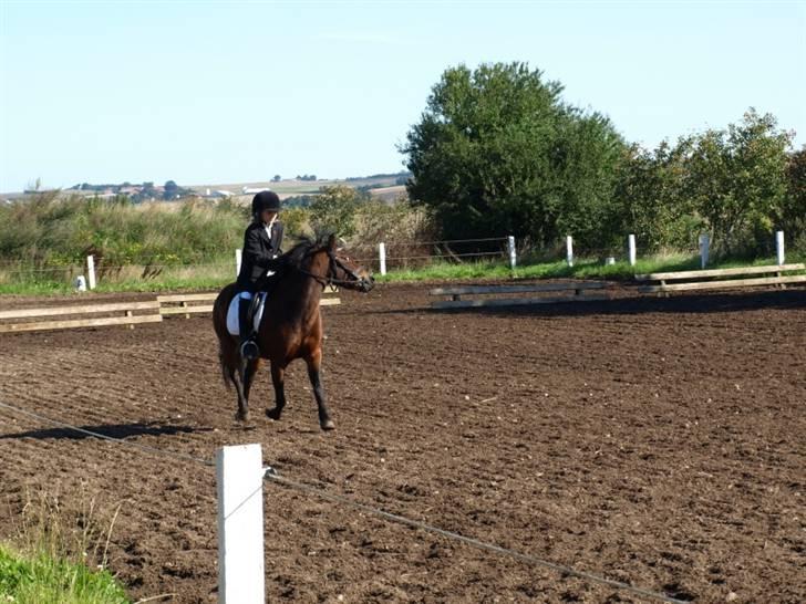 Dartmoor Guldklump<33   /Solgt/ - HuN eLsKeR aT dRiLlE:O billede 6