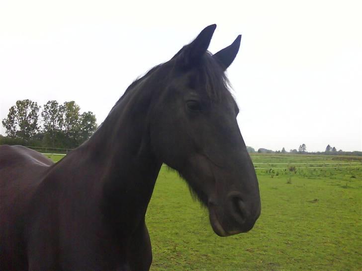 Frieser ippi *SOLG* billede 6