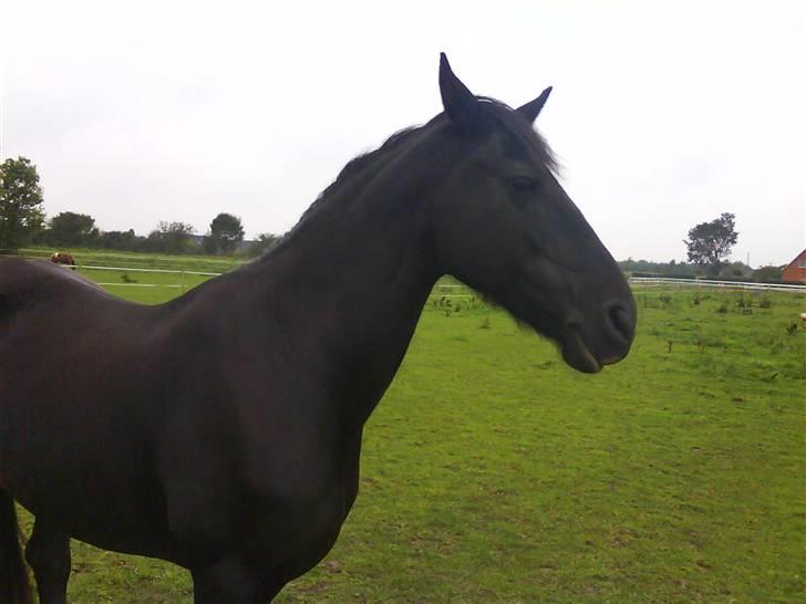 Frieser ippi *SOLG* billede 7