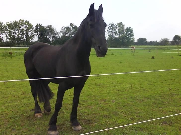 Frieser ippi *SOLG* billede 8