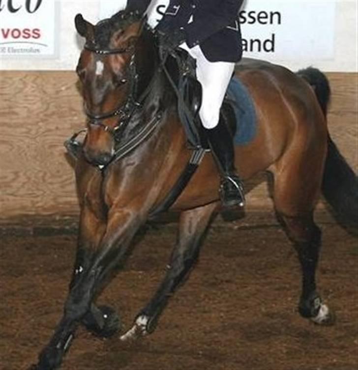 Dansk Varmblod Highway - solgt billede 17