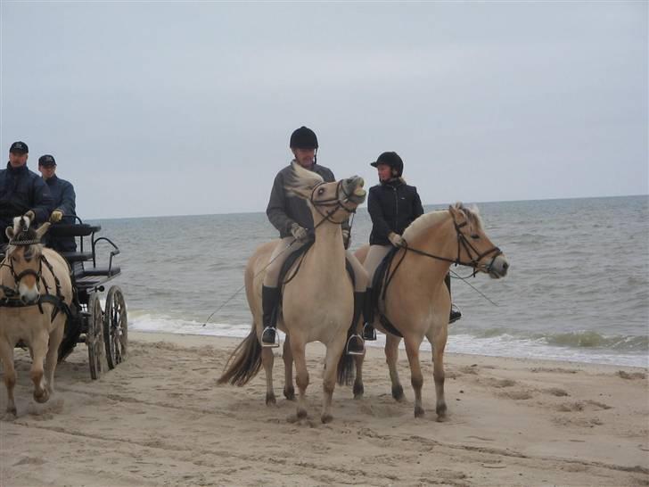 Fjordhest frida<3 - frida til venstre frida og min far<33 billede 6